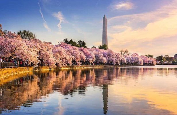 New York to Washington D.C. Spring Cherry Blossom Full-Day Tour
