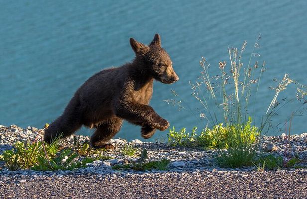 Morning Jasper National Park Wildlife Tour