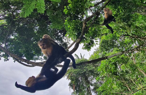 7 Hours Monkey Island and Nature Walk at Soberania National Park