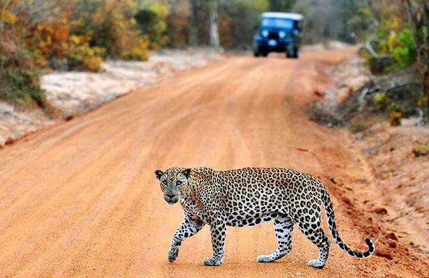 Wilpattu National Park Jeep Safari from Negombo / Waikkal (All Inclusive)