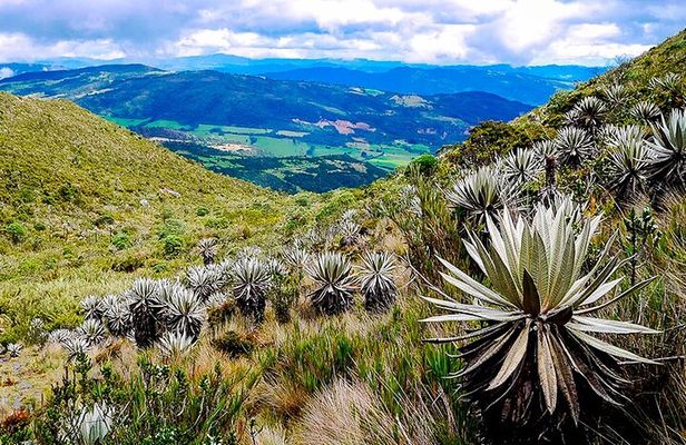Explore Chingaza Natural Park: A Scenic Adventure from Bogotá