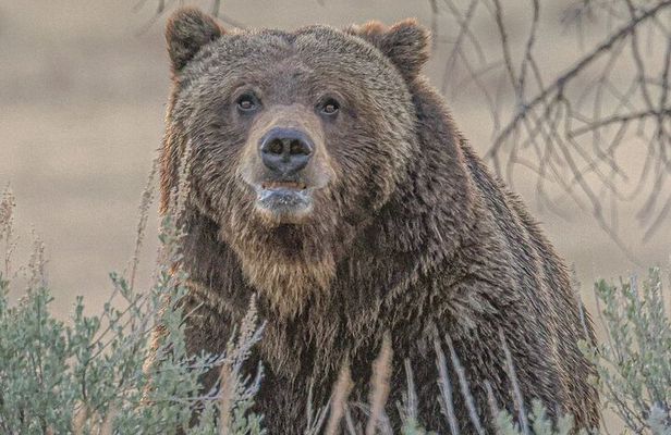 Yellowstone Full-Day Upper Loop with Wildlife Adventure w/Lunch