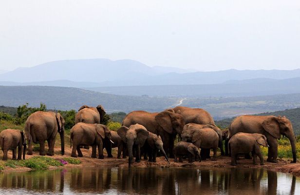 Addo Elephant Full Day Safari with a Traditional South African Braai (BBQ) Lunch