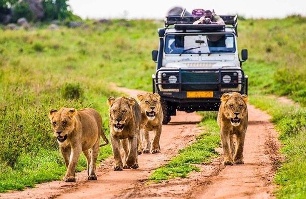 Outstanding day trip to Tarangire National Park