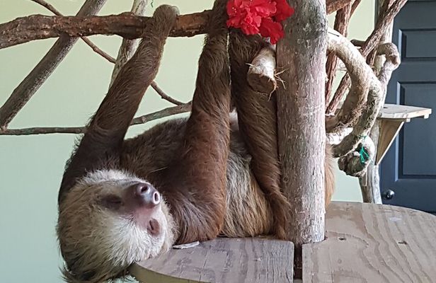 Canopy in Gamboa and visit to the sloth sanctuary