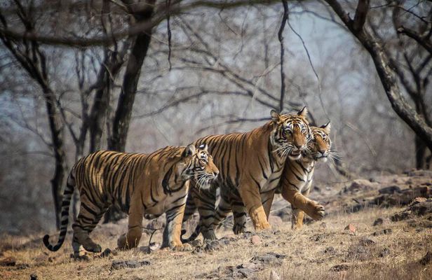 10 Days Private Tour of Wildlife in National Parks with Delhi, Agra & Jaipur