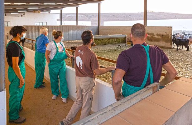 Cheese Making Workshop in Fuerteventura with Breakfast