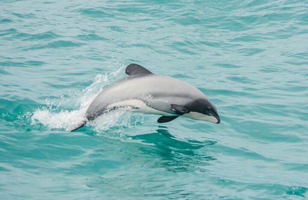 Akaroa Dolphins 〜 Harbour Nature Cruise
