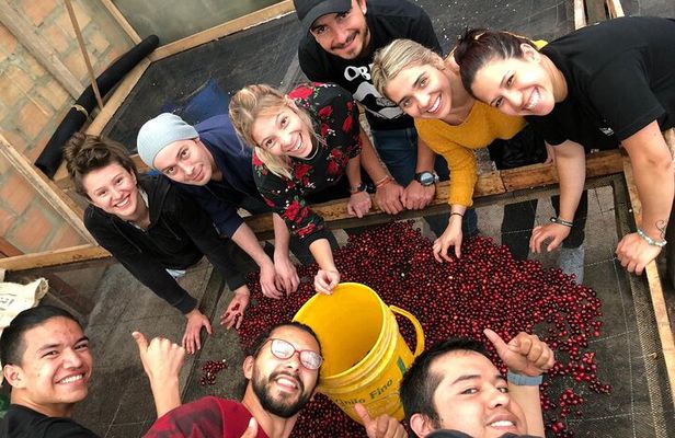 Cocora Valley, Salento and Coffee Farm Day Tour