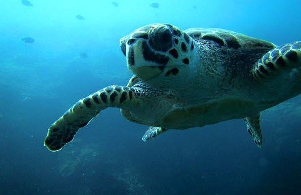 Discover Scuba Diving from a Fishing Village
