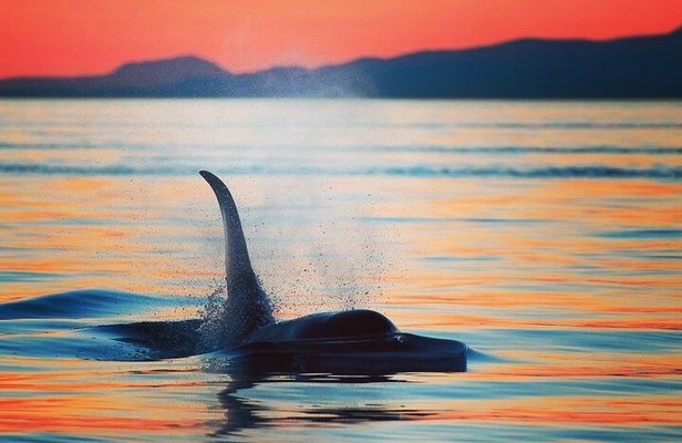 Sunset Whale and Wildlife Watching