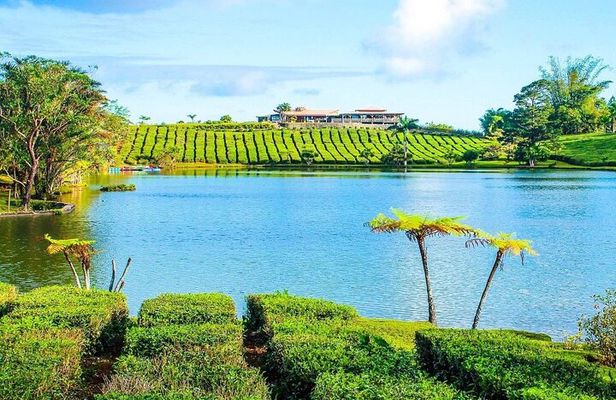 The East Discovery Tour: Bois-Cheri Tea Factory, Blue-Bay Marine Park & Lunch