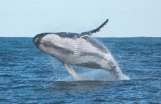 Port Stephens + Whale Watching + 4WD/Sandboarding ex Sydney