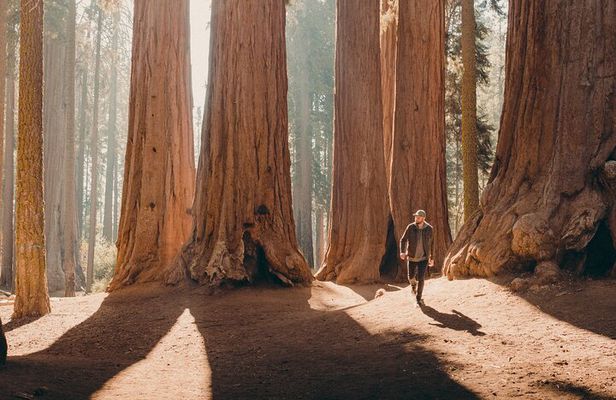Sequoia Full Day Private Tour and Hike