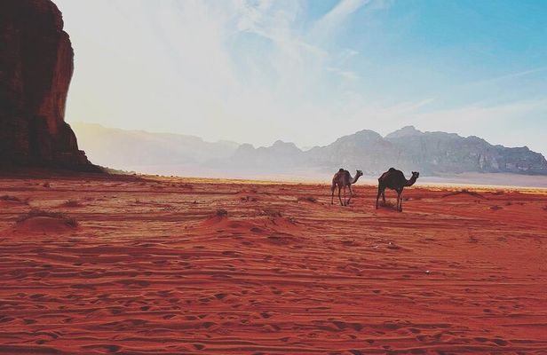 1 Day Camel tour with lunch