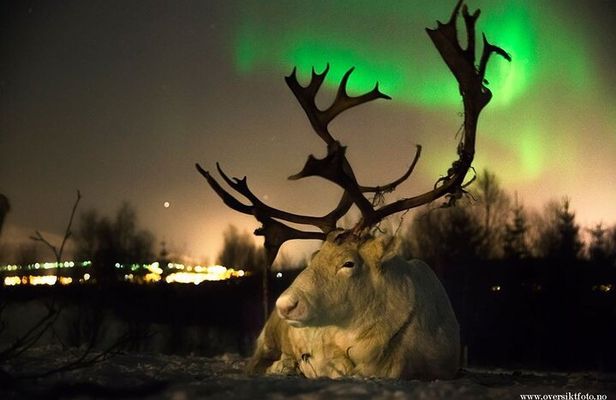 Reindeer feeding & Saami Culture with chance for Northern Lights