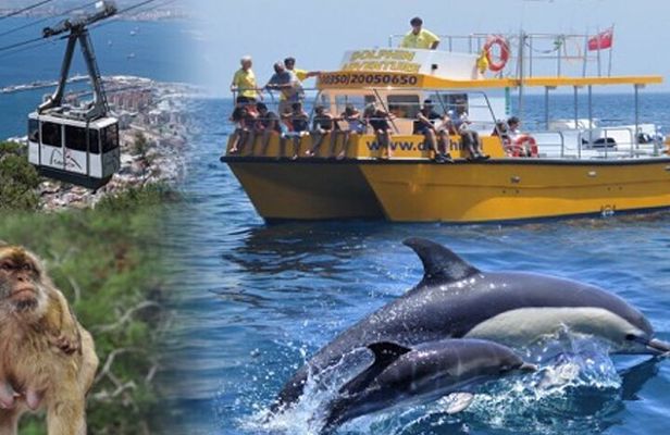 Dolphin Watching in Gibraltar & Fast Track Priority Cable Car 