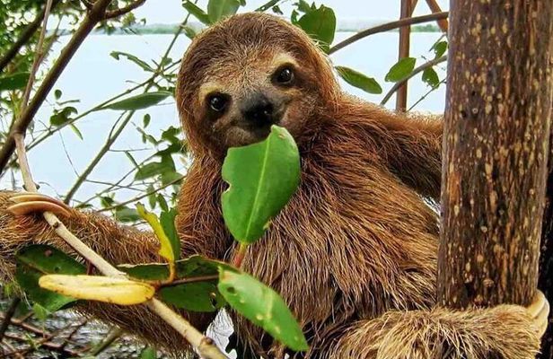Gamboa Wildlife and Sloth Sanctuary Tour with Pickup