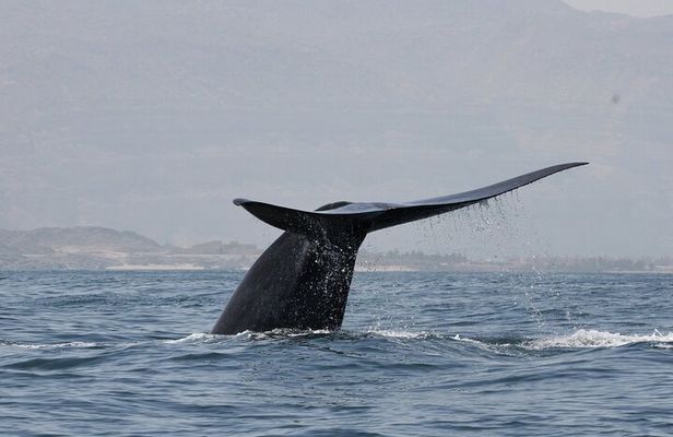 Samaná Whale Watching, waterfall & Cayo Levantado Adventure