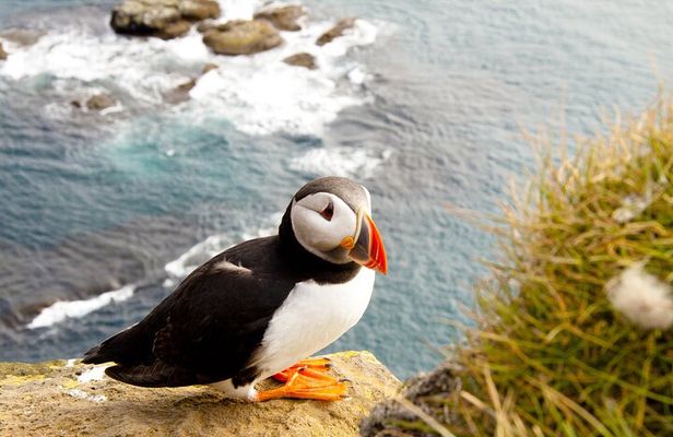 North East Coastal Trail Small Group Day Tour from Aberdeen