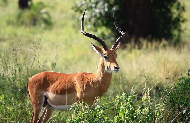 Ngorongoro Crater Day Trip With Pick Up