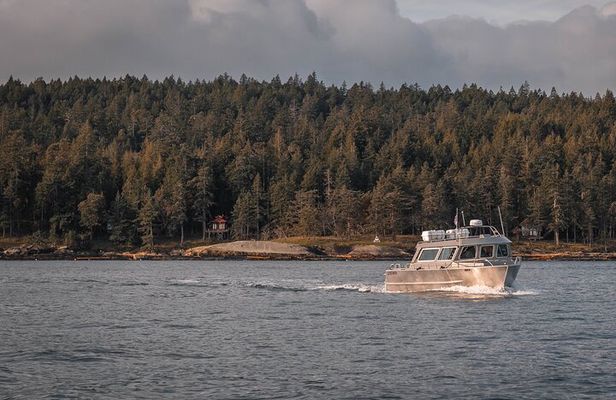 Nanaimo Whale Watching in a Semi-Covered Boat