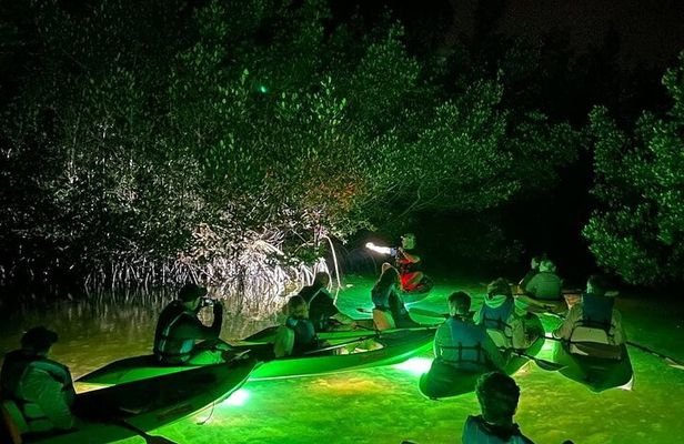 Sharkey's Glass Bottom Fish Feeding LED Night Tour in Sarasota