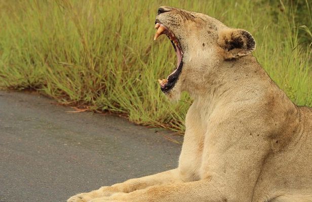 All-inclusive Big 5 Aquila Safari Game Drive Experience.