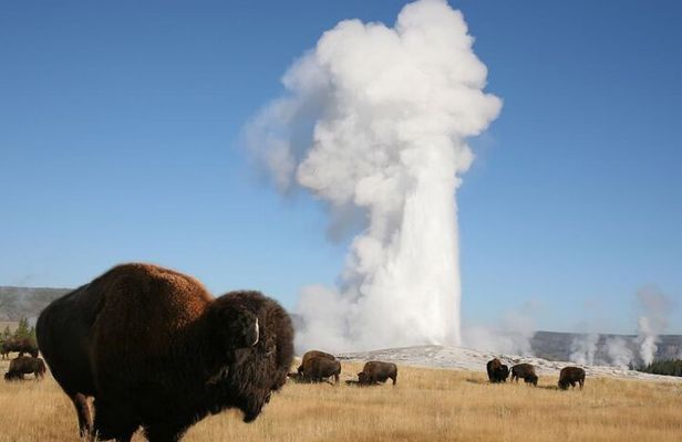 Full-Day Guided Yellowstone Day Tour