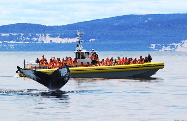 Tadoussac/Charlevoix: Whale Watching Tour