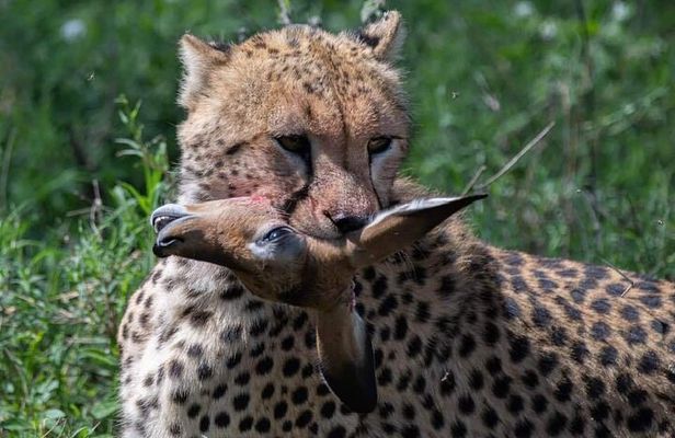 5-Days Lake Manyara, Serengeti, Ngorongoro Crater and Tarangire