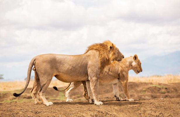 3 Days Private Mikumi National Park Wildlife Encounter Safari Tour