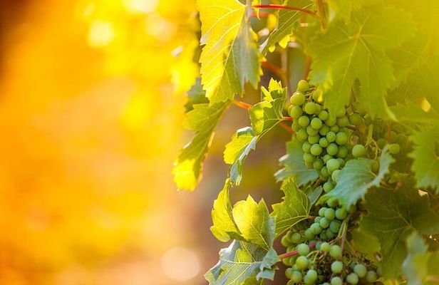 3 hours Wine Tour in Niagara-on-the-Lake