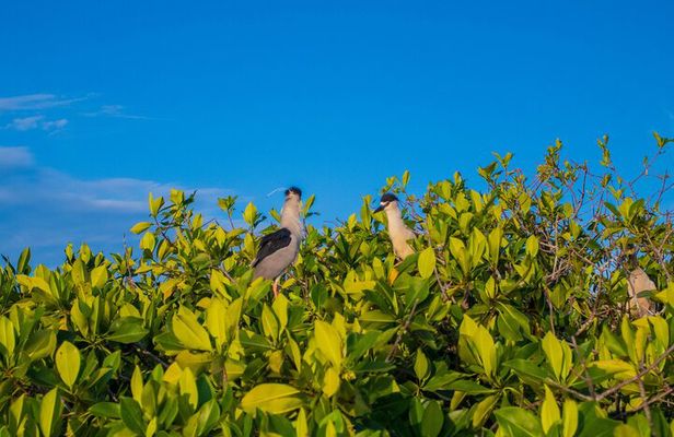 Best Birdwatching Lagoon Tour