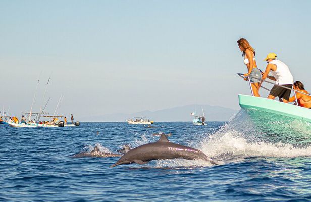 Dolphin Watching Tour