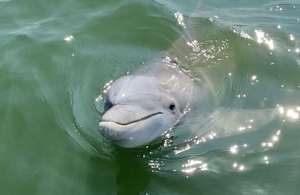 90-Minute Private Dolphin Tour in Hilton Head Island
