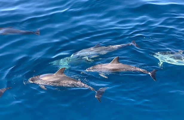 Dolphin Searching Tour in Puerto de Mogán ("EXPLORER" Boat)