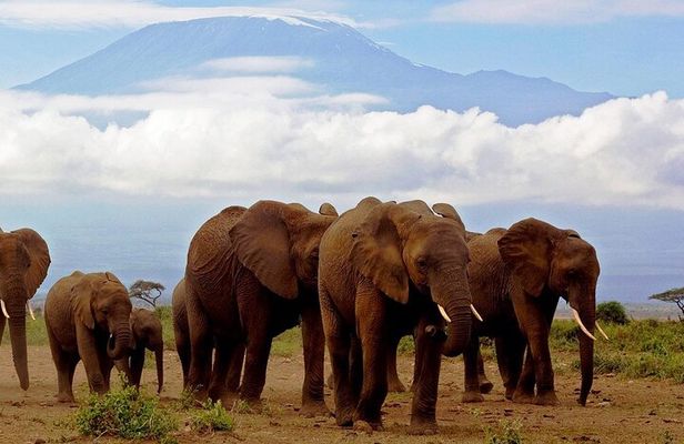 2-Day all inclusive safari to Amboseli National park from Nairobi