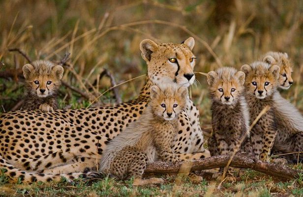 Cheetah encounter and Cape Wine lands Tour.