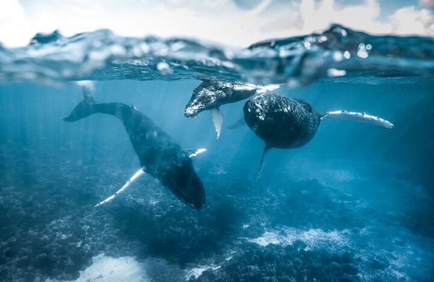 Humpback whale watching and marine life in Moorea