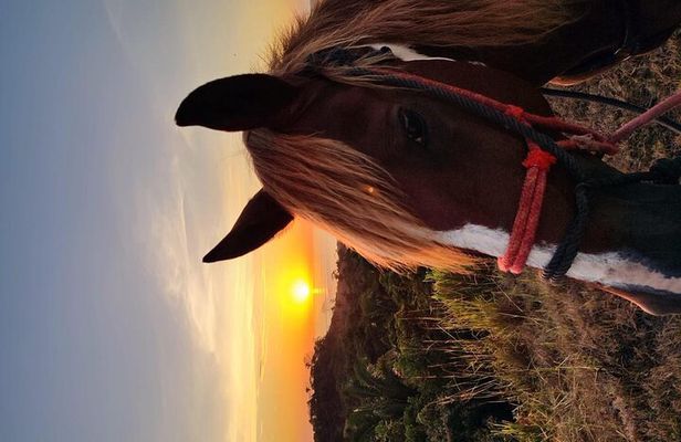 Horseback Riding Beach & Jungle