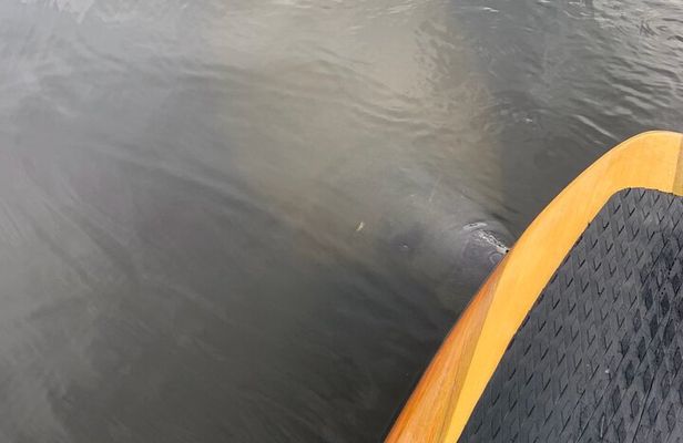 New Smyrna Dolphin and Manatee Kayak and SUP Adventure Tour