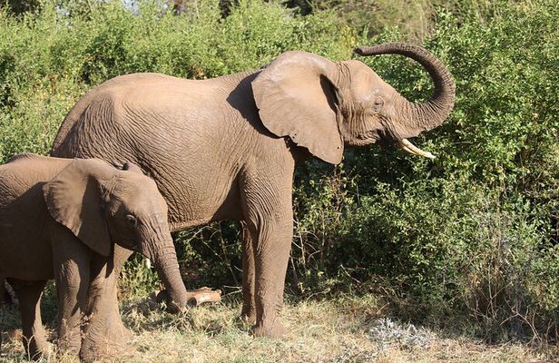 Private 2 Days Safari to Tarangire and Ngorongoro