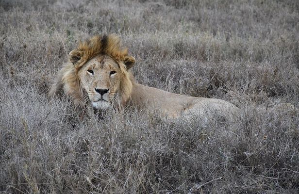2 Days Safari through Tarangire NP and Lake Manyara NP