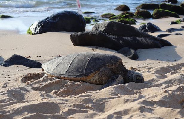 Island Tour with Snorkeling & Turtles