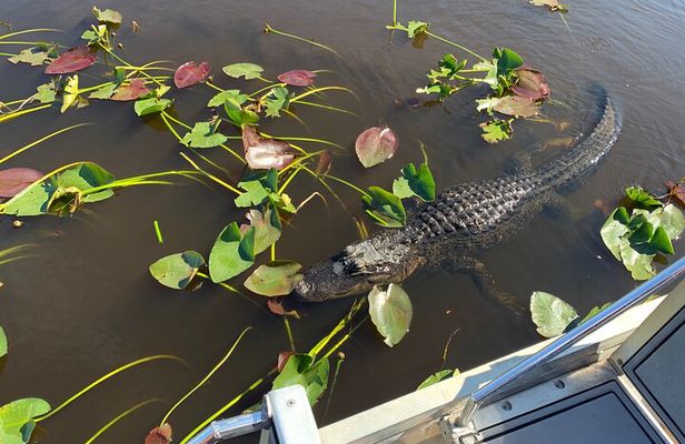 Everglades Airboat, Wildlife Experience and Photo