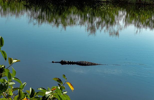 MIAMI: Everglades Airboat, Wildlife Gator Show and Pick-up