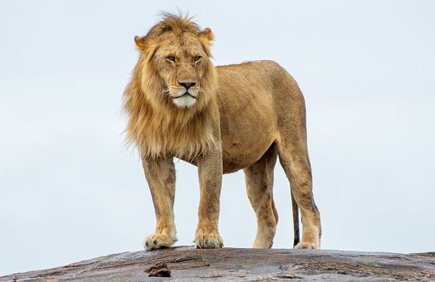 2-Day Tsavo East Private Tour
