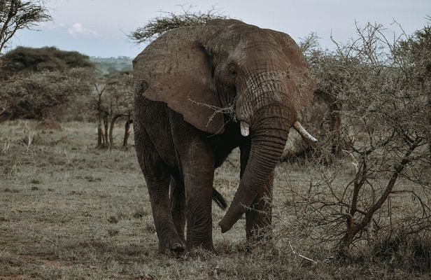 3-Day Private Tour of Tanzania with Pick Up
