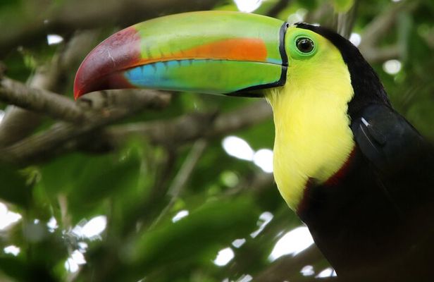 Guided Walk to the Curi Cancha Reserve